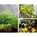 Greenfingers Hydroponics Grow Tent Kits Hydroponic Grow System Black 60X60X90CM 600D Oxford - Amazingooh Wholesale